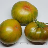 Cherokee Lime Stripes